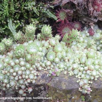 Sempervivum arachnoideum var. Tomentosum