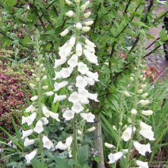 Digitalis purpurea