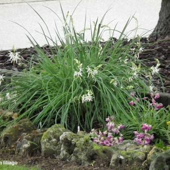 Anthericum liliago