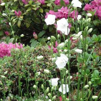 Campanula persicifolia 'Alba'