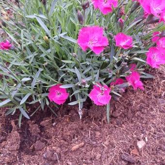 Dianthus gratianopolitanus 'Dianturi Twinkle'