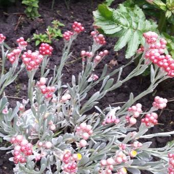 Helichrysum 'Ruby Cluster'