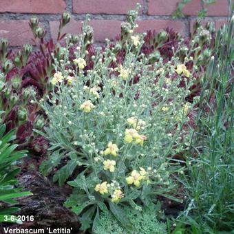 Verbascum 'Letitia'