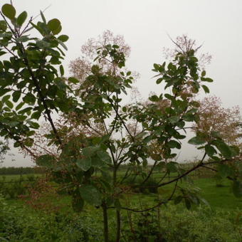 Cotinus coggygria