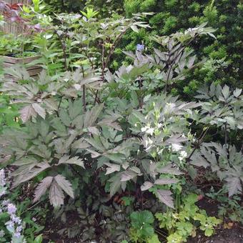 Actaea simplex 'Atropurpurea'