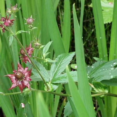 Potentille des marais - Comarum palustre