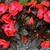 Impatiens x hawkeri New Guinea