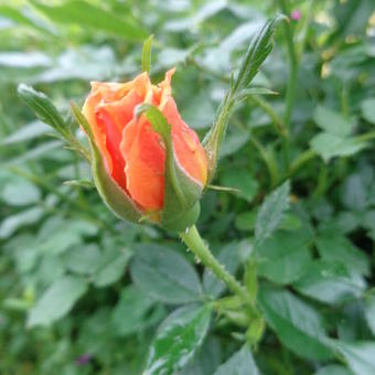 Rosa 'Amber Nectar'