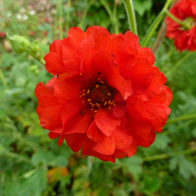 Geum chiloense 'Blazing Sunset'