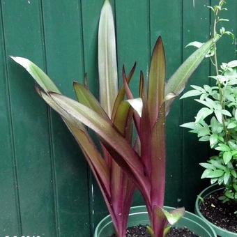 Eucomis comosa 'Sparkling Burgundy'