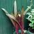 Eucomis comosa 'Sparkling Burgundy'