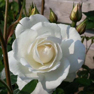 Rosa 'White Symphony' - 