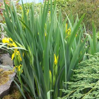 Iris pseudacorus ' Variegata'