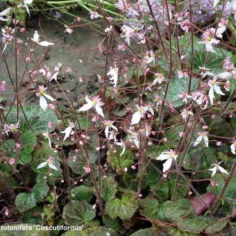 Saxifraga stolonifera 'Cuscutiformis'