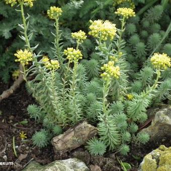 Sedum reflexum