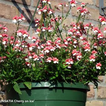 Nemesia 'SUNSATIA Cherry on Ice'