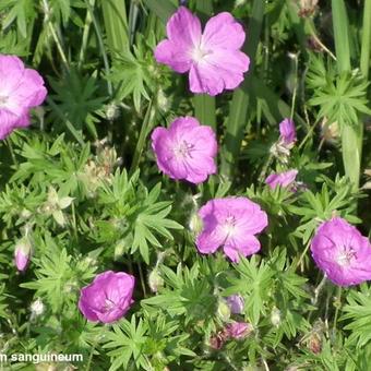 Geranium sanguineum