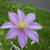 Clematis 'Dorothy Walton'