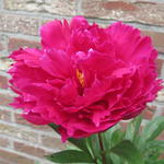 Paeonia lactiflora 'Karl Rosenfield' - 