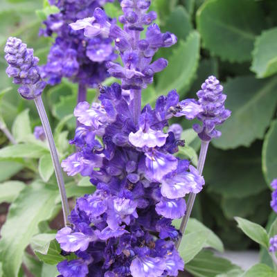 Salvia nemorosa 'Bordeau Steel Blue' - 