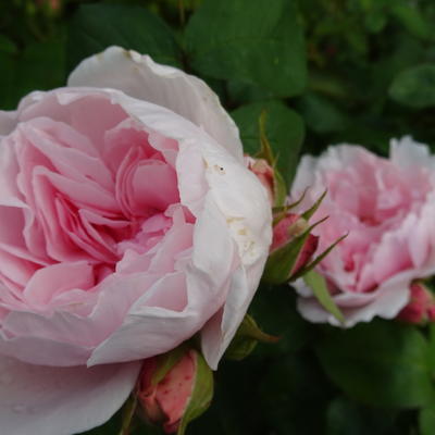 Rosa 'Barbara Austin' - 