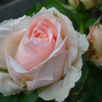 Rosa 'Johann Strauss'