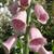 Digitalis x mertonensis