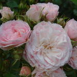 Rosa 'Bouquet Parfait'