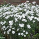 Dianthus plumarius - Œillet mignardise