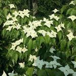 Cornus kousa 'Schmetterling' - 