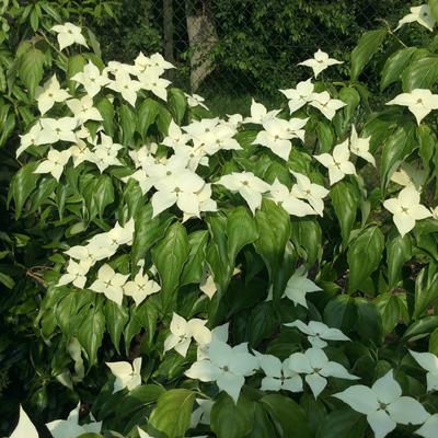 Cornus kousa 'Schmetterling' - Cornus kousa 'Schmetterling'