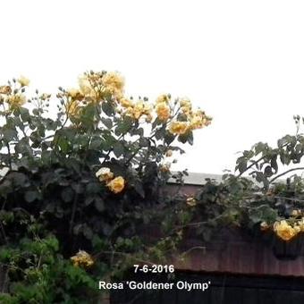 Rosa 'Goldener Olymp'