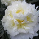 Paeonia lactiflora 'Honey Gold' - 