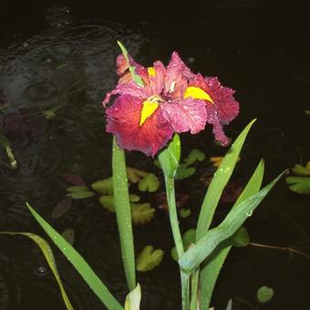 Iris louisiana 'Ann Chowning'