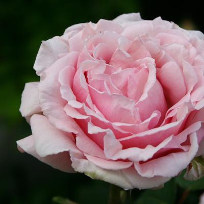 Rosa 'Frederic Mistral - 