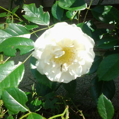 Rosa 'City of York'   - 