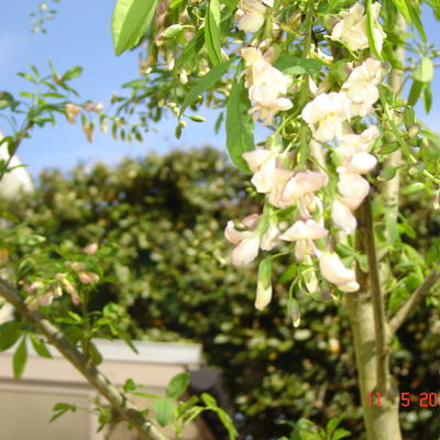 Laburnocytisus adamii - 