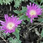 Delosperma sutherlandii - 