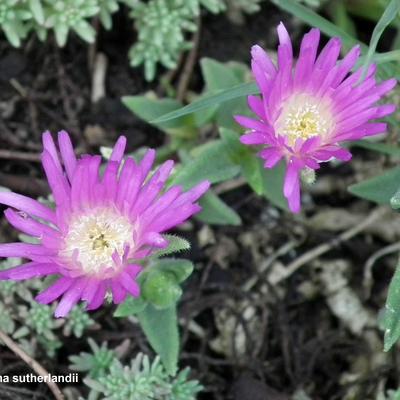 Delosperma sutherlandii - Delosperma sutherlandii