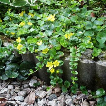 Lysimachia nummularia