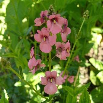 Diascia personata