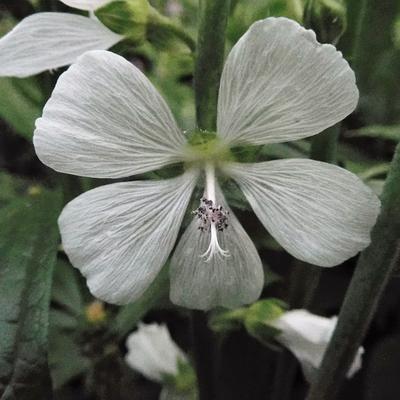 Sidalcea candida - Sidalcea candida