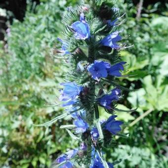 Echium plantagineum 'Blue Bedder'