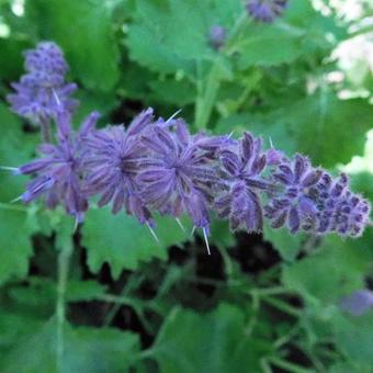 Salvia verticillata 'Purple Rain'