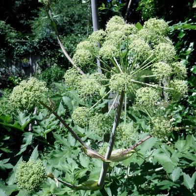 Angélique officinale - Angelica archangelica