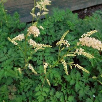 Aruncus aethusifolius 'Noble Spirit'