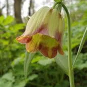 Fritillaria pontica