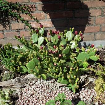 Opuntia humifusa