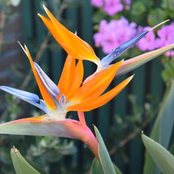 Strelitzia reginae