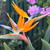 Strelitzia reginae